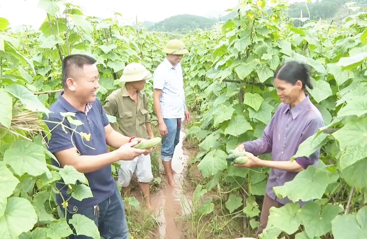 ức tranh nông thôn mới ở Lạng Sơn nhìn từ những cánh đồng bội thu nhờ chuỗi liên kết