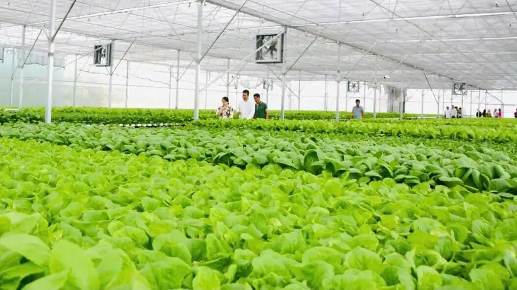 Tây Ninh tập trung phát triển nông nghiệp công nghệ cao