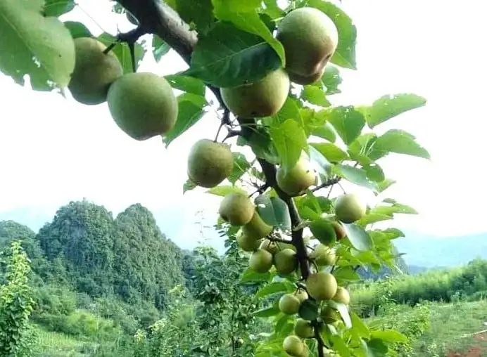 Vườn lê xanh đẹp như phim ở Cao Bằng, cây thấp tè mà trái ngon quá trời