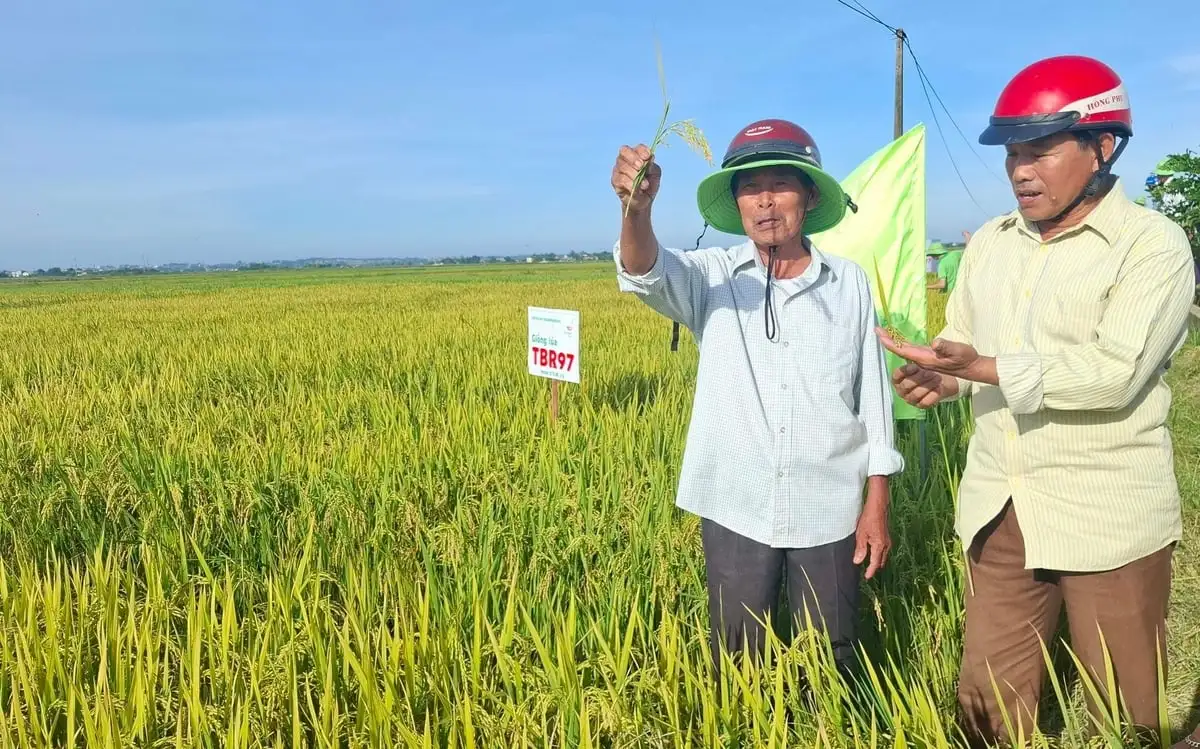 Vượt bất lợi đầu vụ, lúa TBR97 bội thu