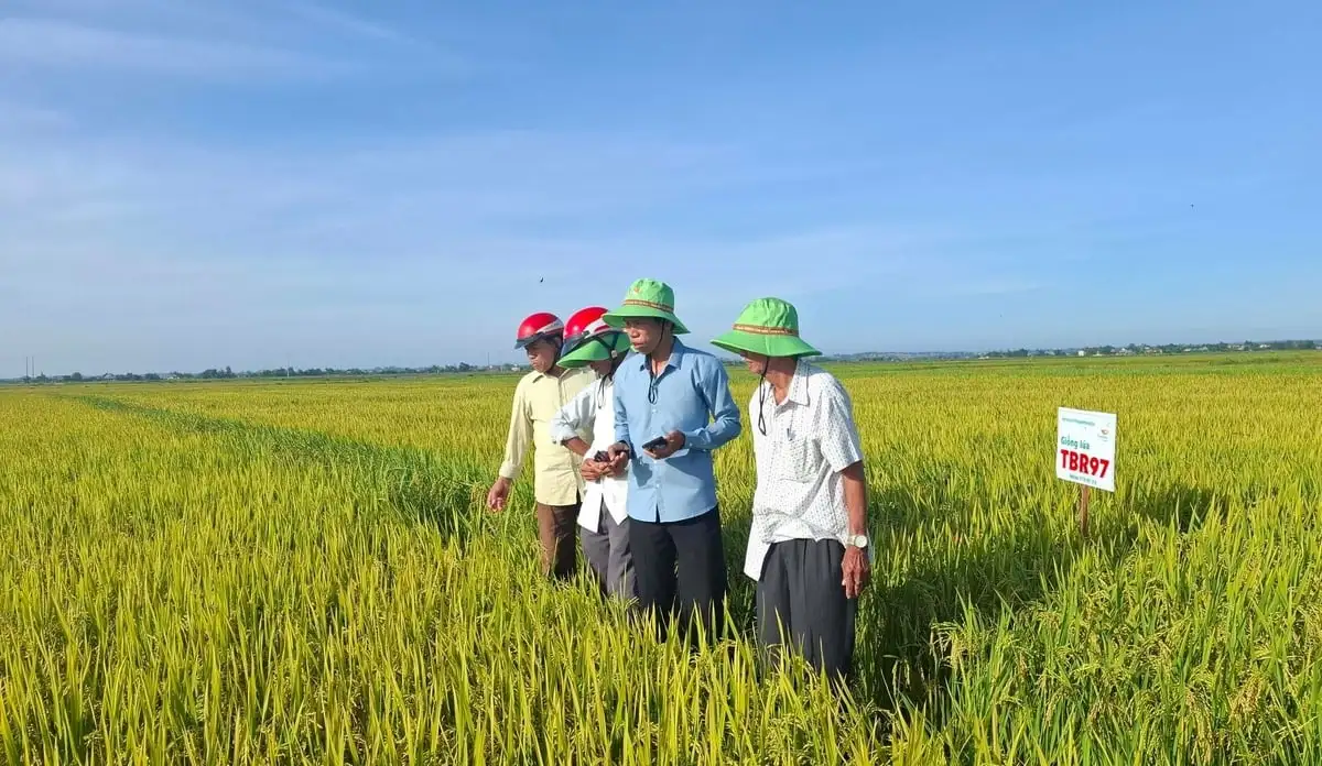 Vượt bất lợi đầu vụ, lúa TBR97 bội thu