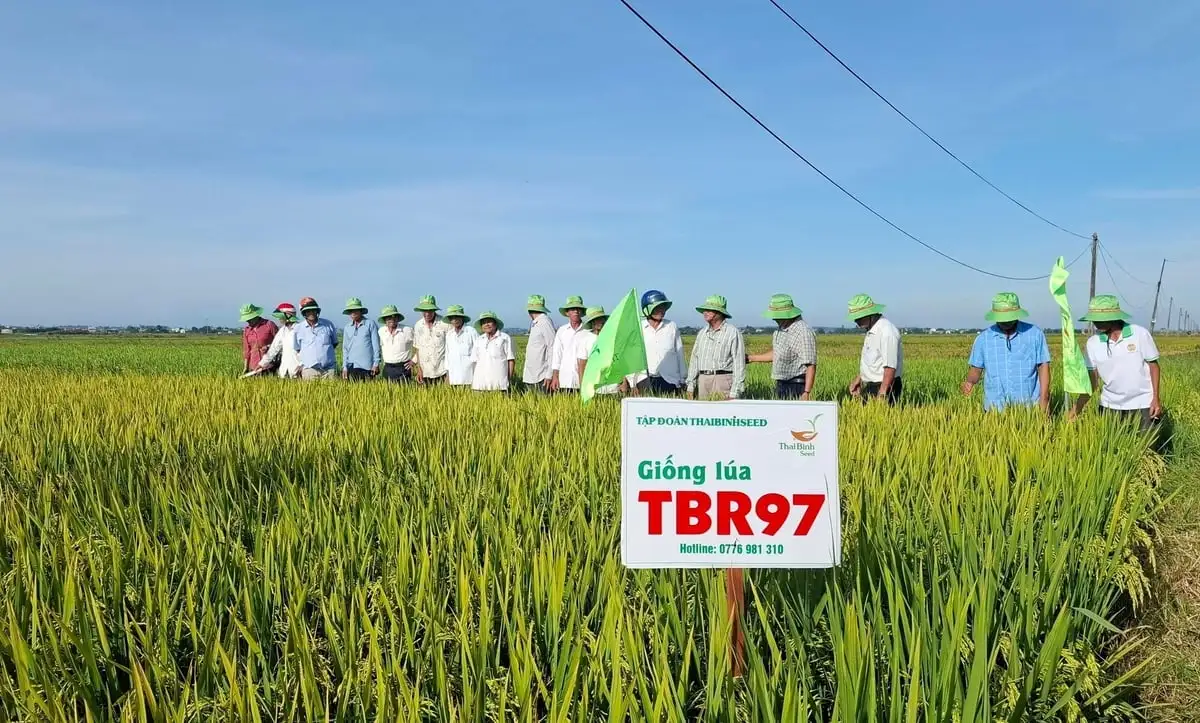 Vượt bất lợi đầu vụ, lúa TBR97 bội thu