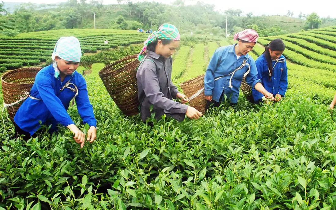 Xã Phú Nhuận xây dựng nông thôn mới từ mô hình trồng chè