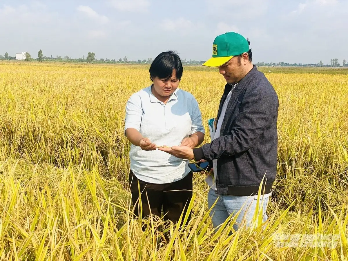 Xây dựng 300 ha lúa chất lượng cao, thân thiện với môi trường