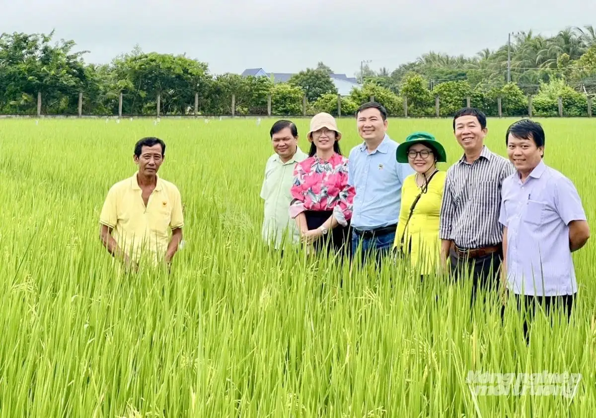 Xây dựng 300 ha lúa chất lượng cao, thân thiện với môi trường
