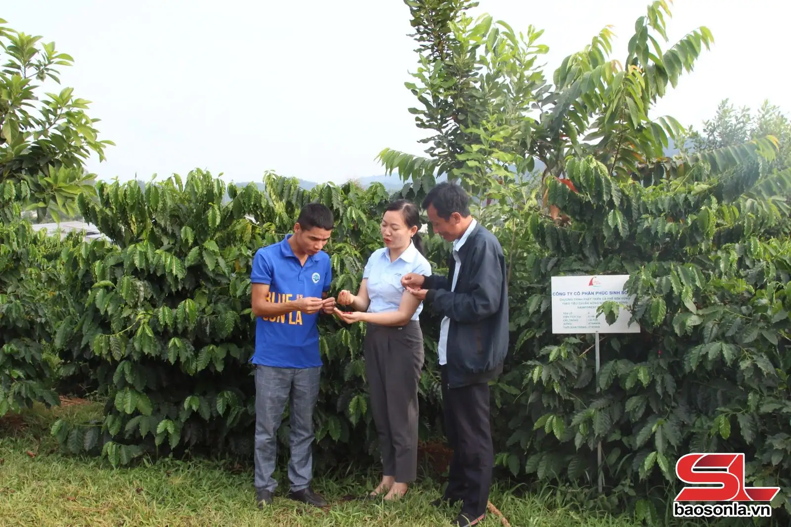 Xây dựng vùng nông nghiệp ứng dụng công nghệ cao