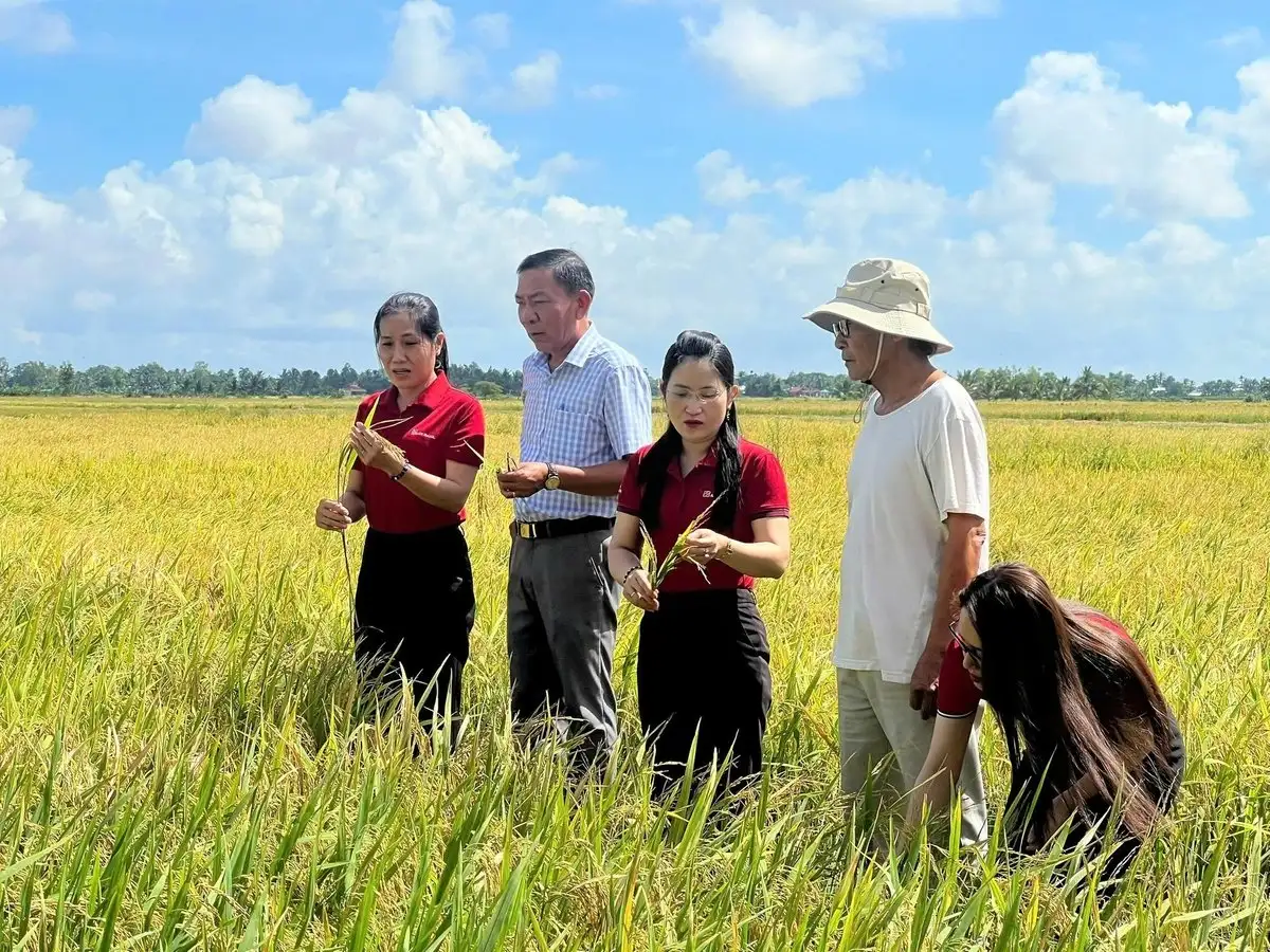 Agribank Hòa Bình Bạc Liêu: Chung sức xây dựng vùng lúa an toàn, hữu cơ