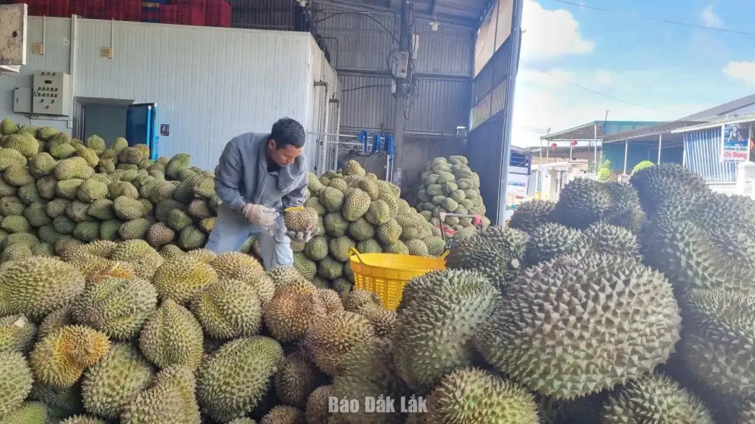 Ba loại trái cây của Việt Nam đang đắt hàng ở Mỹ, Trung Quốc, có loại lúc cao điểm bán được 500 triệu USD/tháng