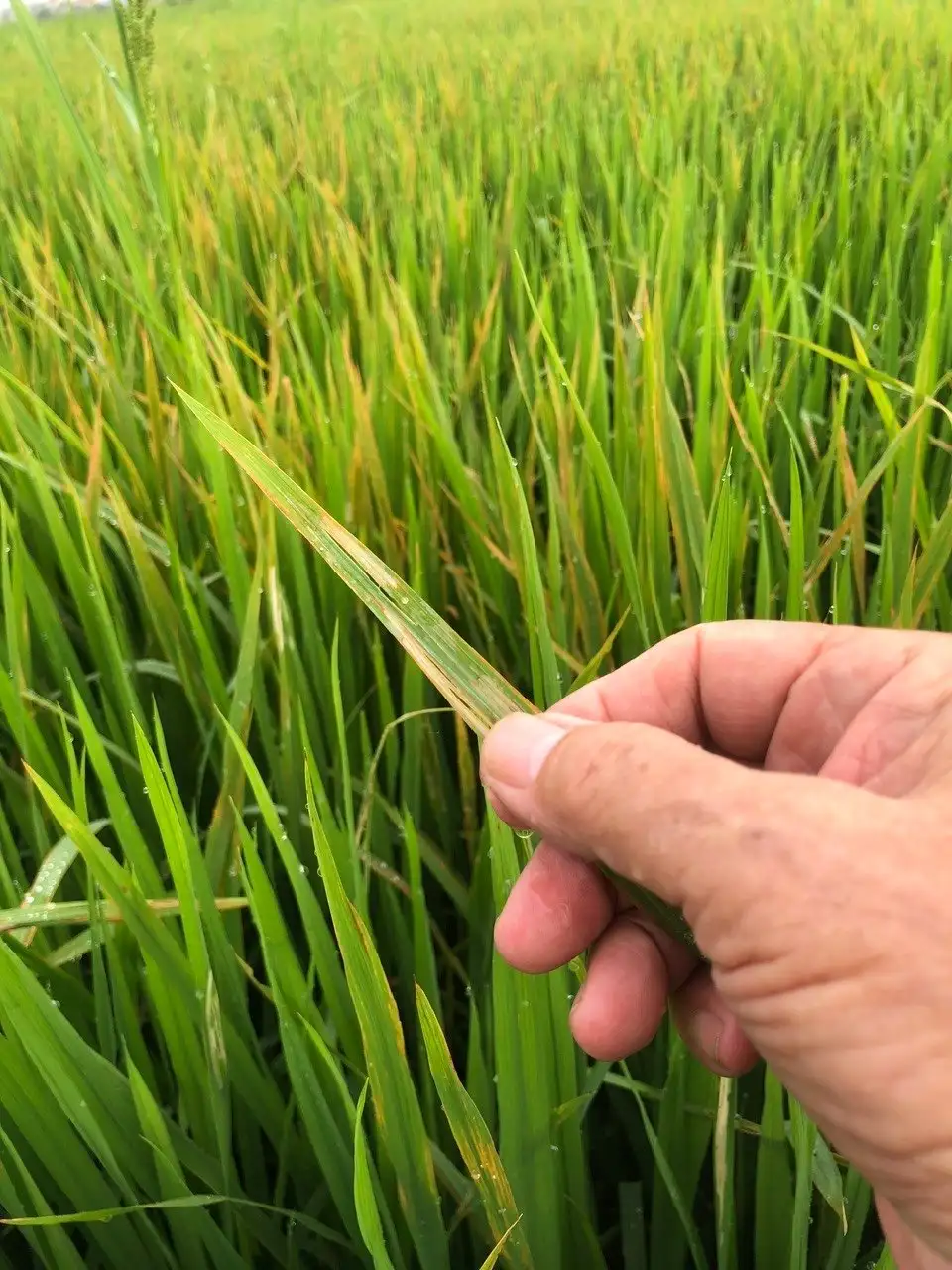 Biện pháp khắc phục bệnh bạc lá và đốm sọc vi khuẩn hại lúa mùa