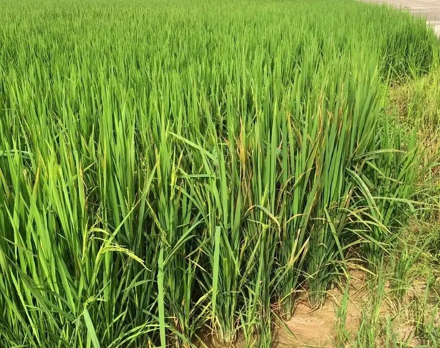 Biện pháp khắc phục bệnh bạc lá và đốm sọc vi khuẩn hại lúa mùa