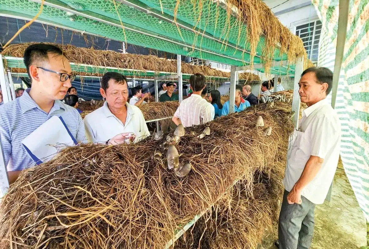 Biến rơm rạ thành sản phẩm có giá trị, HTX mở lối thoát nghèo bền vững