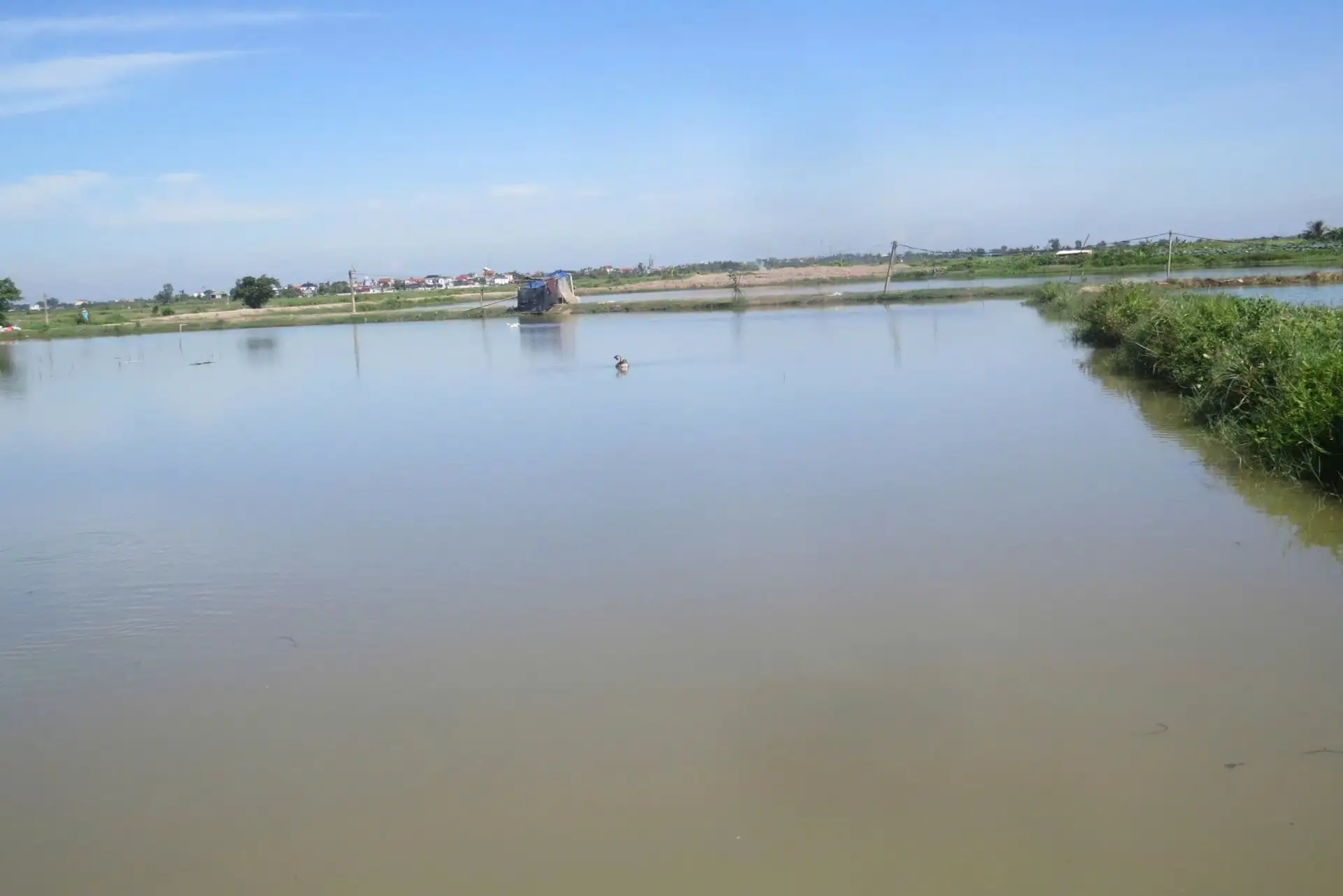 Biến ruộng sâu trũng thành trang trại nuôi cá, trai Hải Phòng tự trả lương 25 triệu/tháng