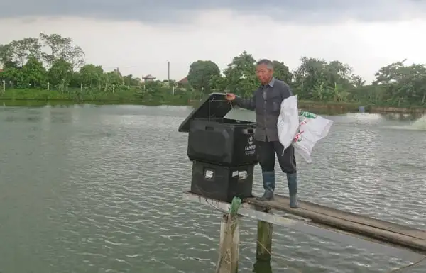 Biến ruộng sâu trũng thành trang trại nuôi cá, trai Hải Phòng tự trả lương 25 triệu/tháng