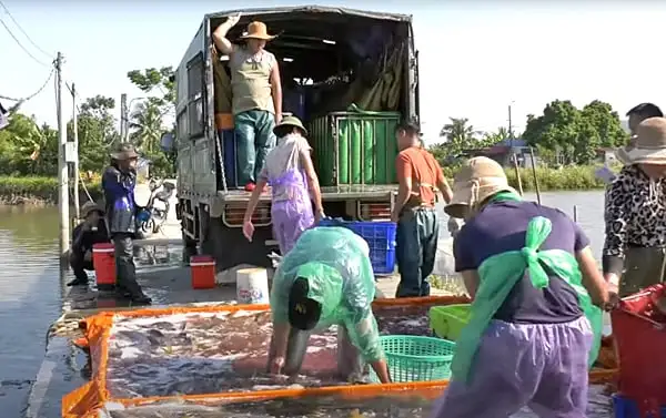 Biến ruộng sâu trũng thành trang trại nuôi cá, trai Hải Phòng tự trả lương 25 triệu/tháng