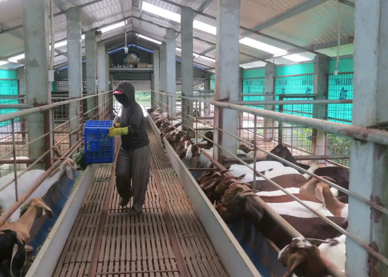 Biến ruộng sâu trũng thành trang trại nuôi cá, trai Hải Phòng tự trả lương 25 triệu/tháng