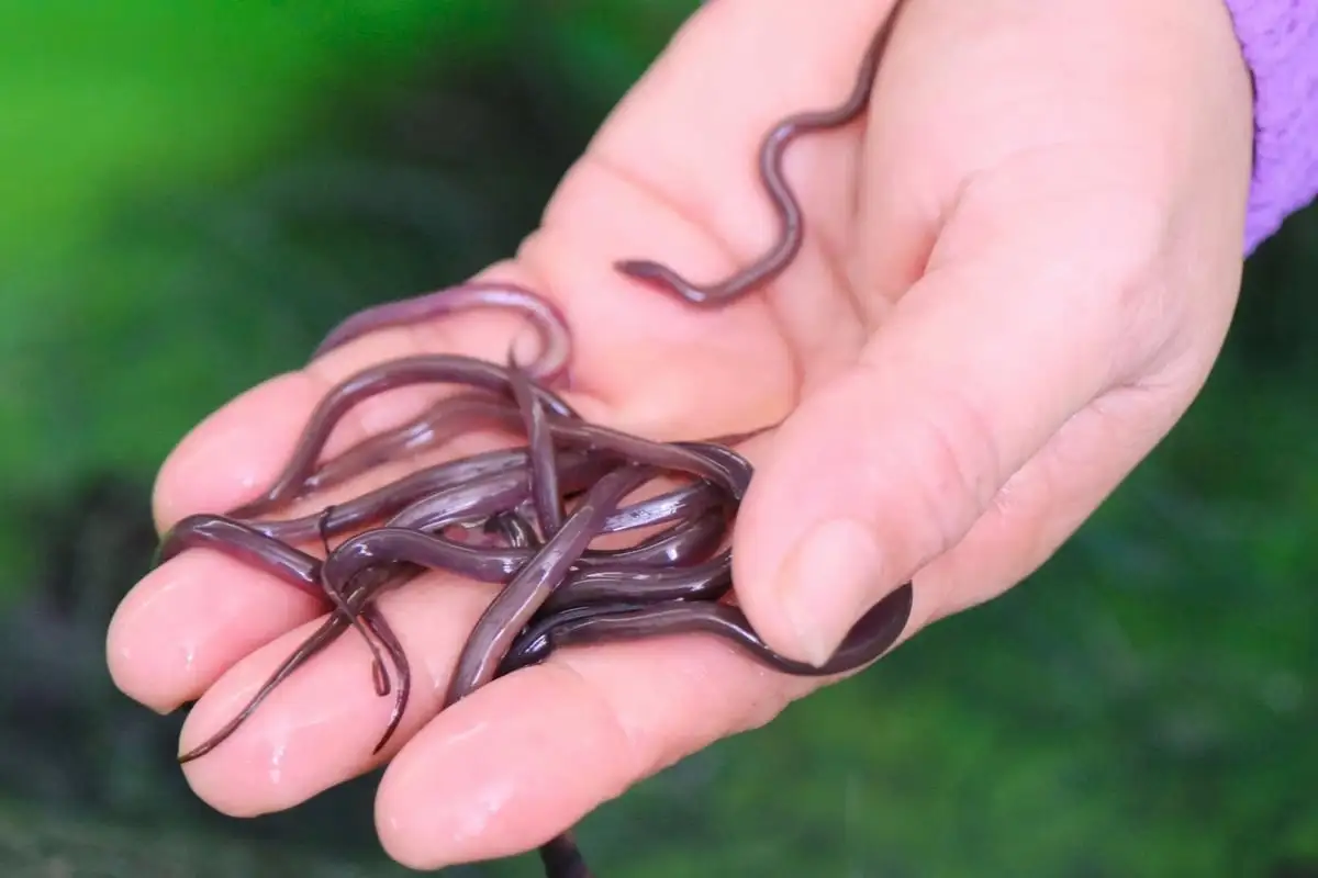 Bùng nổ phong trào nuôi lươn xuất khẩu