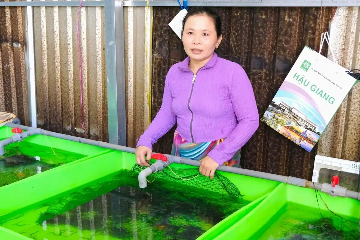 Bùng nổ phong trào nuôi lươn xuất khẩu