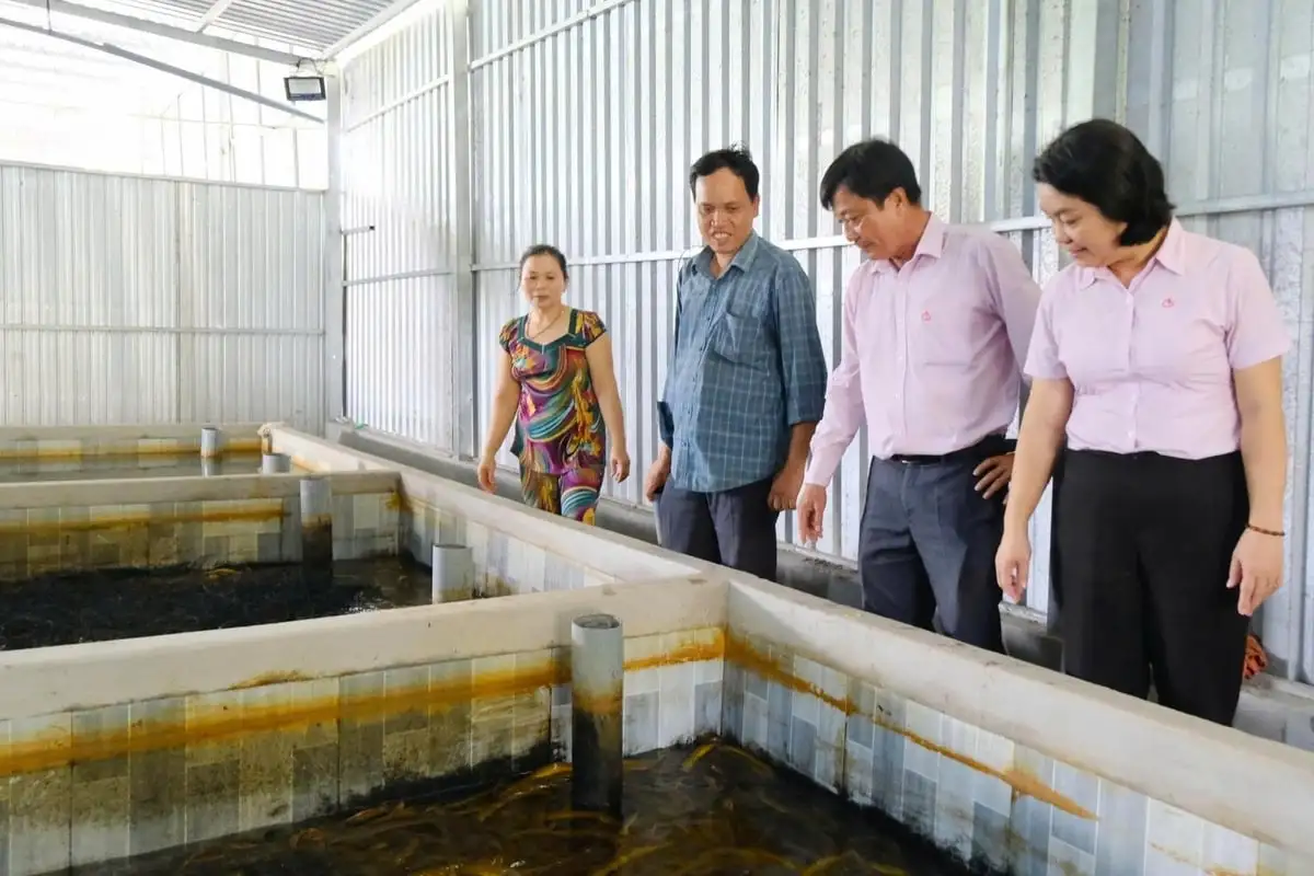 Bùng nổ phong trào nuôi lươn xuất khẩu