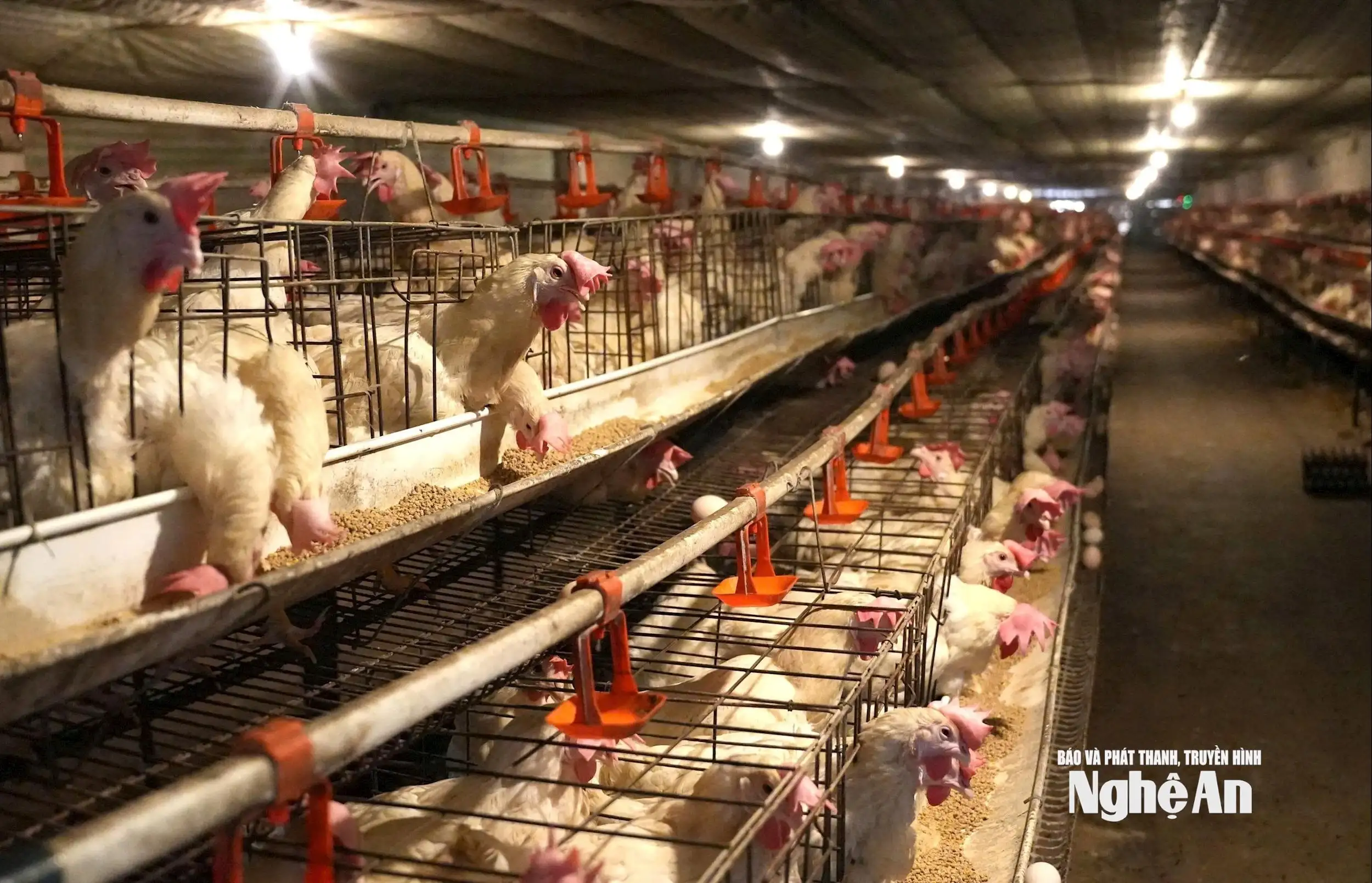 Bước đi khác biệt của nông dân Việt Nam xuất sắc Trần Xuân Sơn