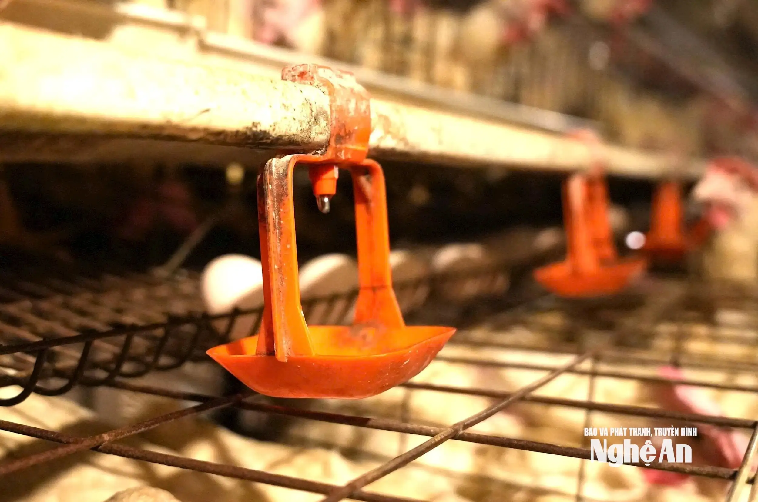 Bước đi khác biệt của nông dân Việt Nam xuất sắc Trần Xuân Sơn