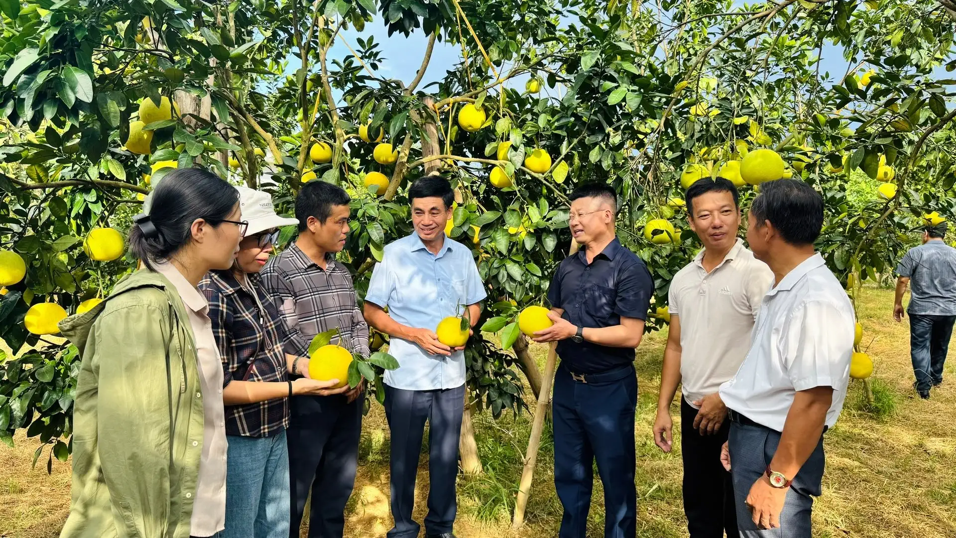 Bưởi Phúc Trạch được cấp chứng nhận hữu cơ, rộng đường xuất khẩu