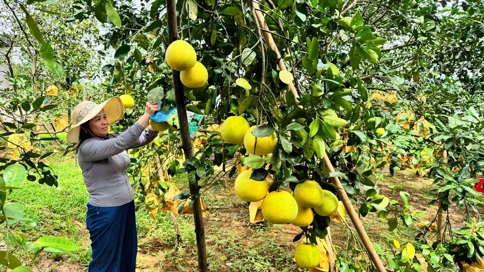 Bưởi Phúc Trạch được cấp chứng nhận hữu cơ, rộng đường xuất khẩu