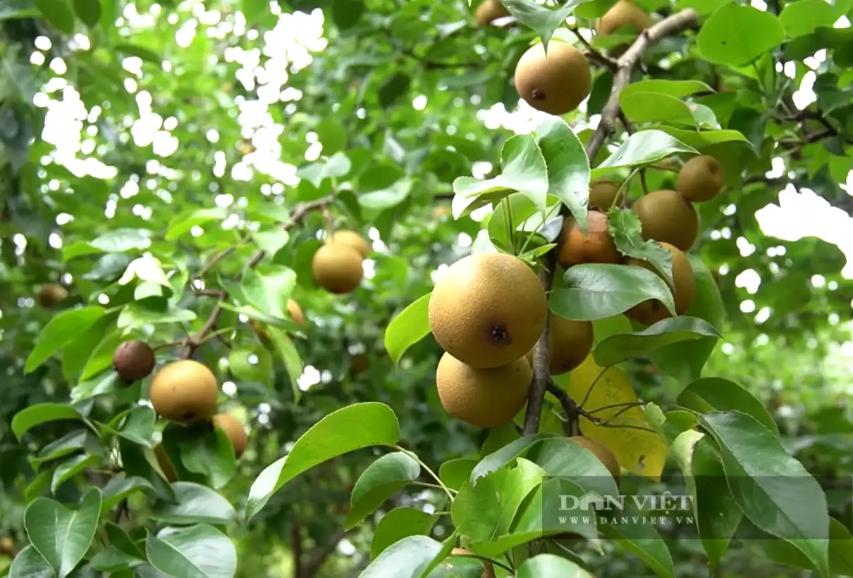 Cách làm hay giúp Lai Châu giảm nghèo, từ chính sách đến những mô hình kinh tế hiệu quả