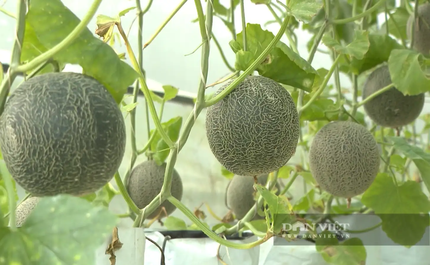 Cách làm hay giúp Lai Châu giảm nghèo, từ chính sách đến những mô hình kinh tế hiệu quả