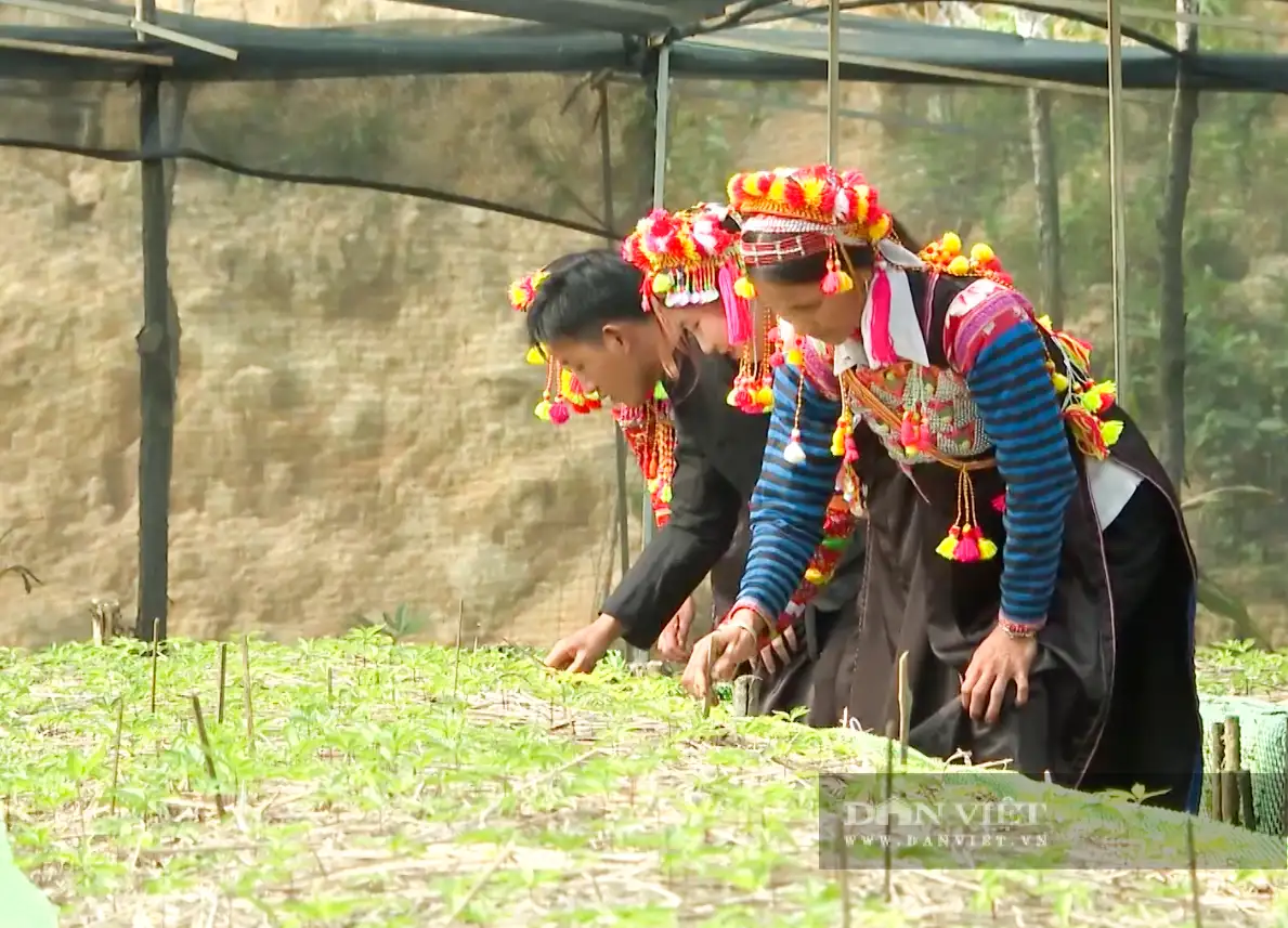 Cách làm hay giúp Lai Châu giảm nghèo, từ chính sách đến những mô hình kinh tế hiệu quả