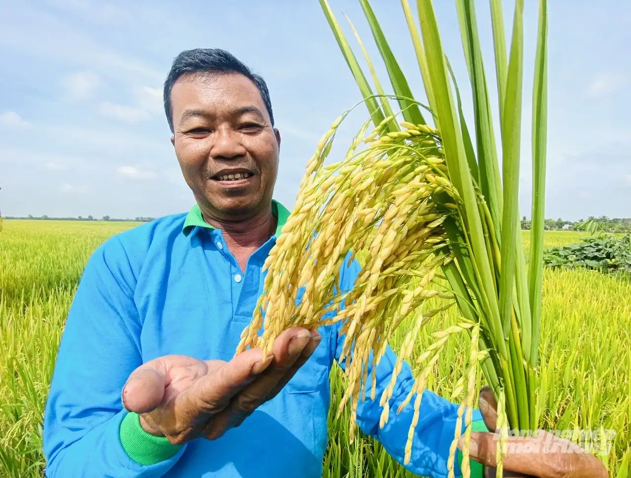 Cải tạo đất phèn, xử lý rơm rạ hiệu quả bằng phân bón