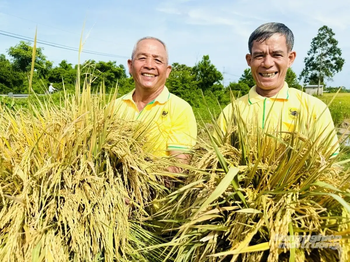 Cải tạo đất phèn, xử lý rơm rạ hiệu quả bằng phân bón