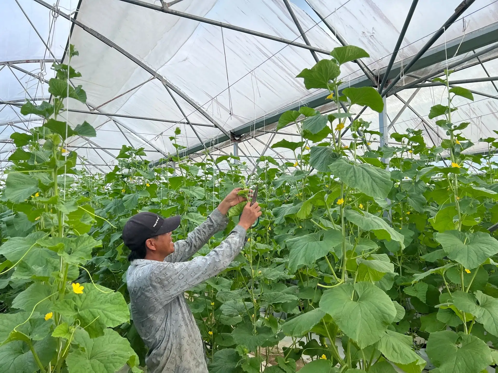 Cận cảnh mô hình trồng dưa lưới công nghệ cao ở Gia Lai, cứ cắt bán là hút hàng, cầm cục tiền lãi