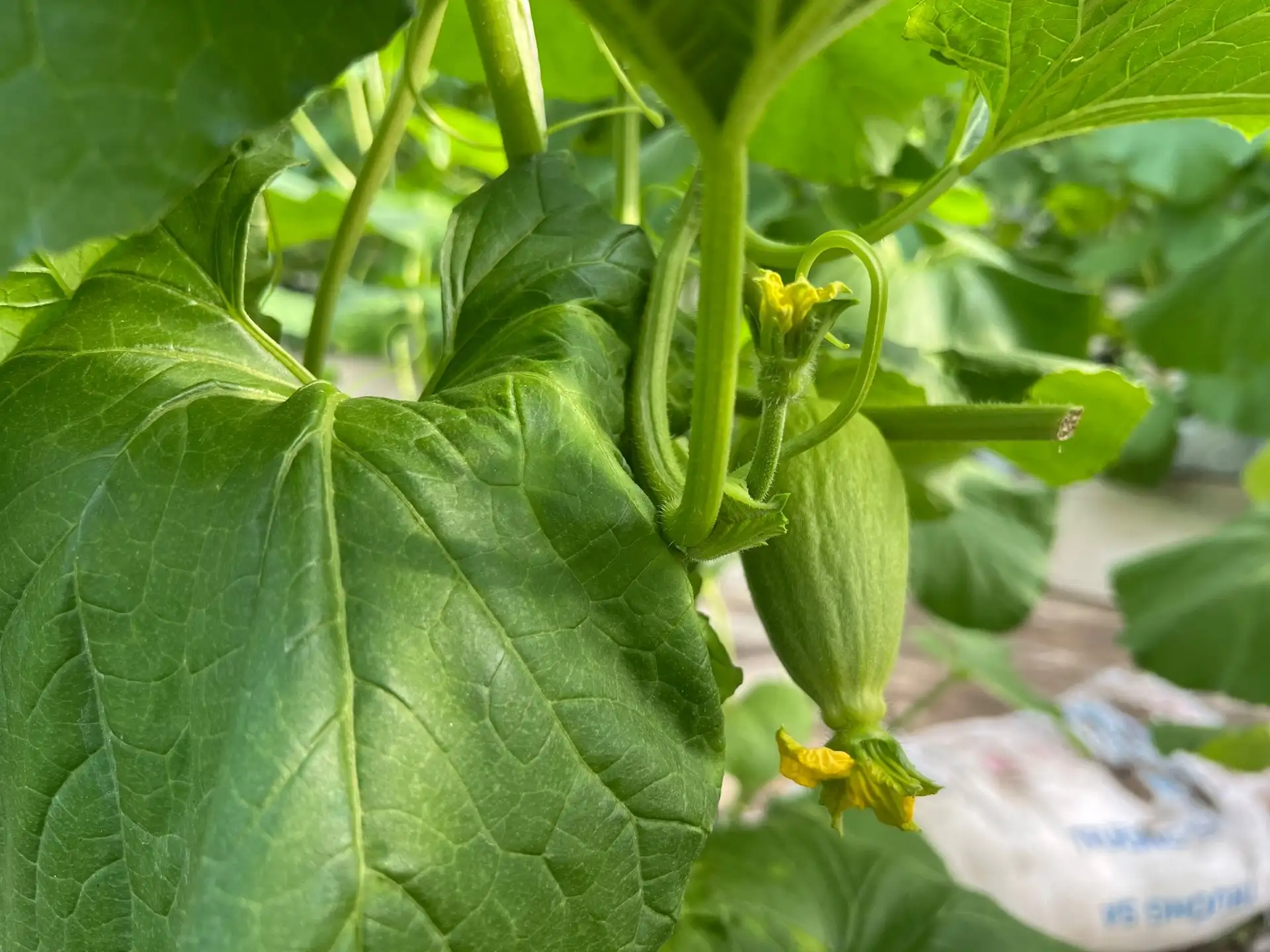 Cận cảnh mô hình trồng dưa lưới công nghệ cao ở Gia Lai, cứ cắt bán là hút hàng, cầm cục tiền lãi
