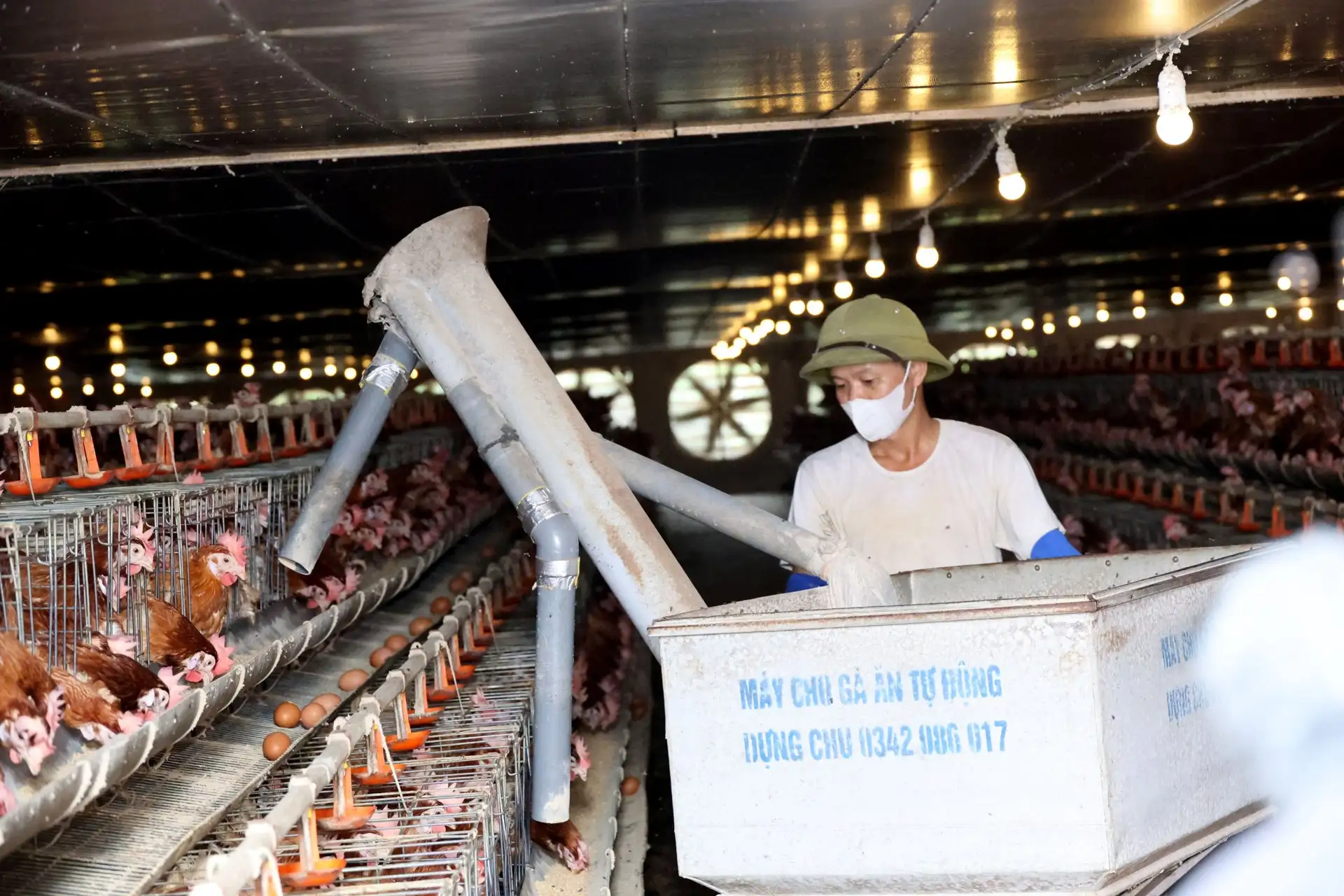 Cận cảnh trang trại nuôi gà đẻ trứng công nghệ cao ở Hà Tĩnh, đạt doanh thu 36 triệu/ngày