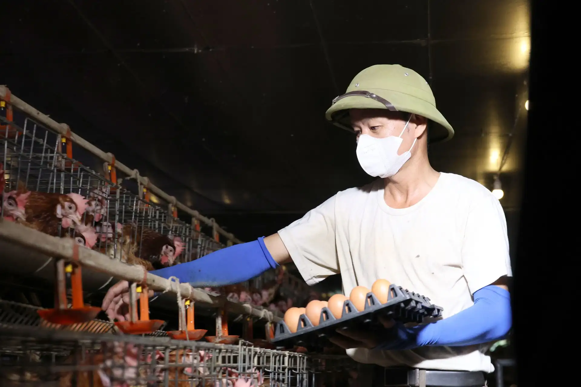 Cận cảnh trang trại nuôi gà đẻ trứng công nghệ cao ở Hà Tĩnh, đạt doanh thu 36 triệu/ngày