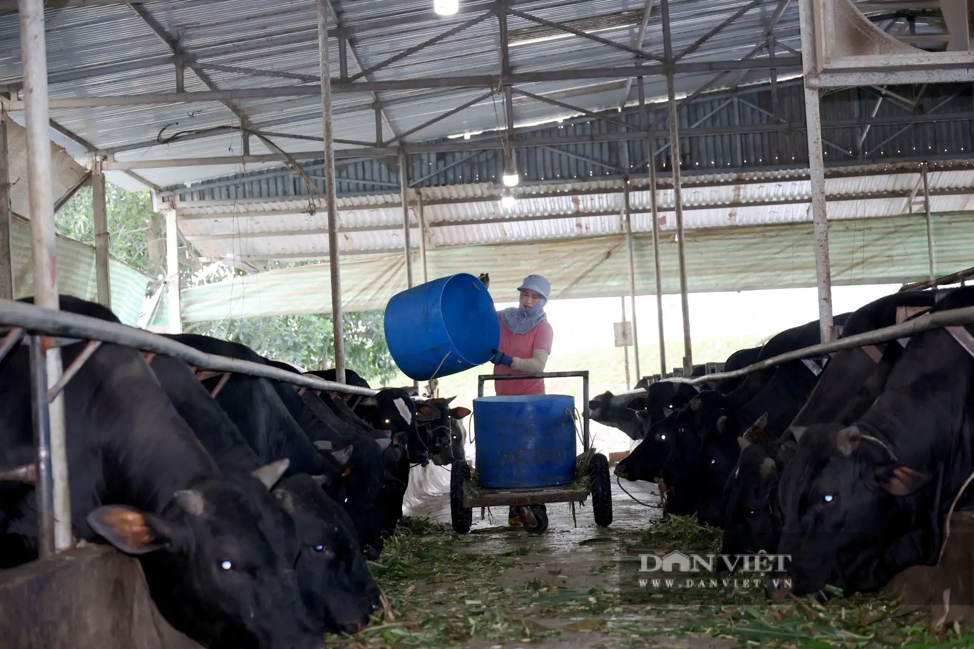 Cận cảnh trang trại nuôi gà đẻ trứng công nghệ cao ở Hà Tĩnh, đạt doanh thu 36 triệu/ngày