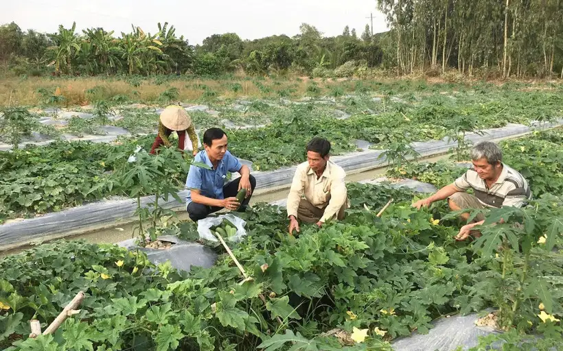 Cần Thơ hỗ trợ nông dân chuyển đổi sản xuất nông nghiệp, tăng thu nhập