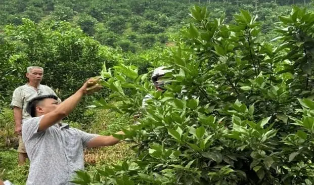 Cấp phát trên 43 tấn phân bón cho nông dân trồng cam theo GAP
