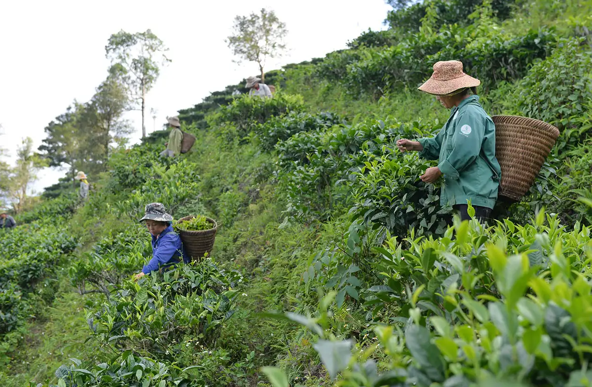 CÂU CHUYỆN GIẢM NGHÈO