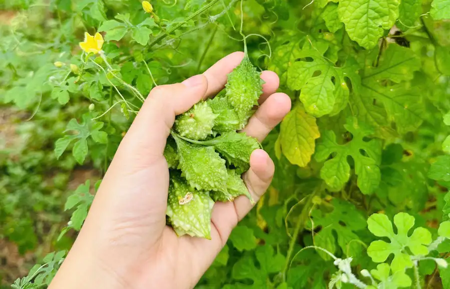 Cây dược liệu mở hướng giảm nghèo bền vững cho đồng bào DTTS