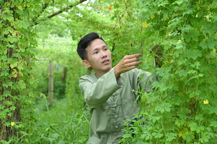 Cây dược liệu mở hướng giảm nghèo bền vững cho đồng bào DTTS