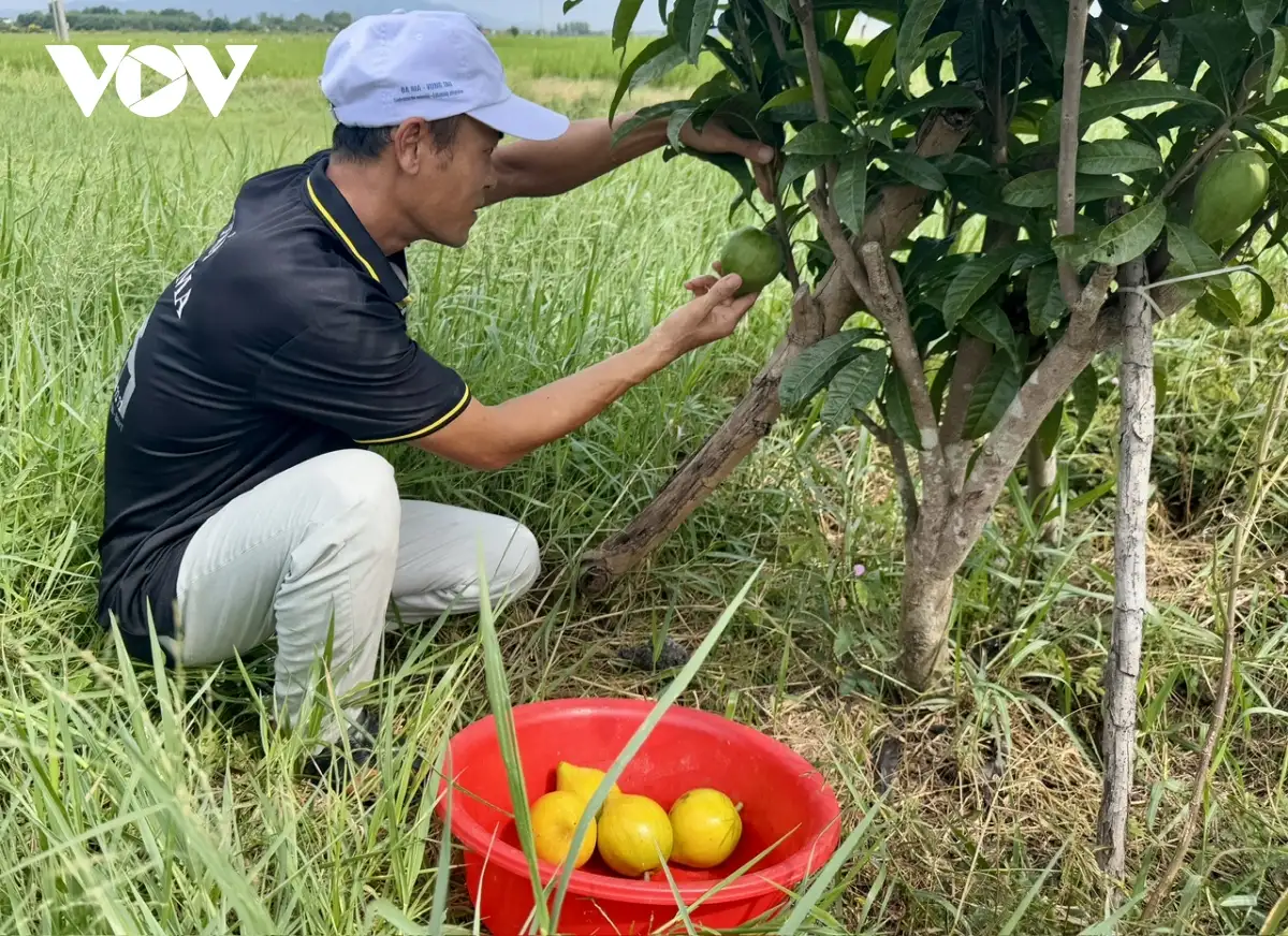 Chế biến sâu, nâng tầm giá trị sản phẩm OCOP