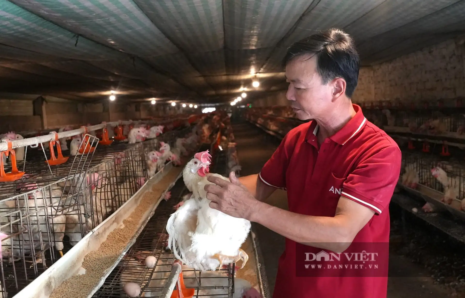 “Chơi sang ở Nghệ An”, nuôi gà đẻ phòng điều hòa, thu hơn 10 tỷ/năm, là Nông dân Việt Nam xuất sắc