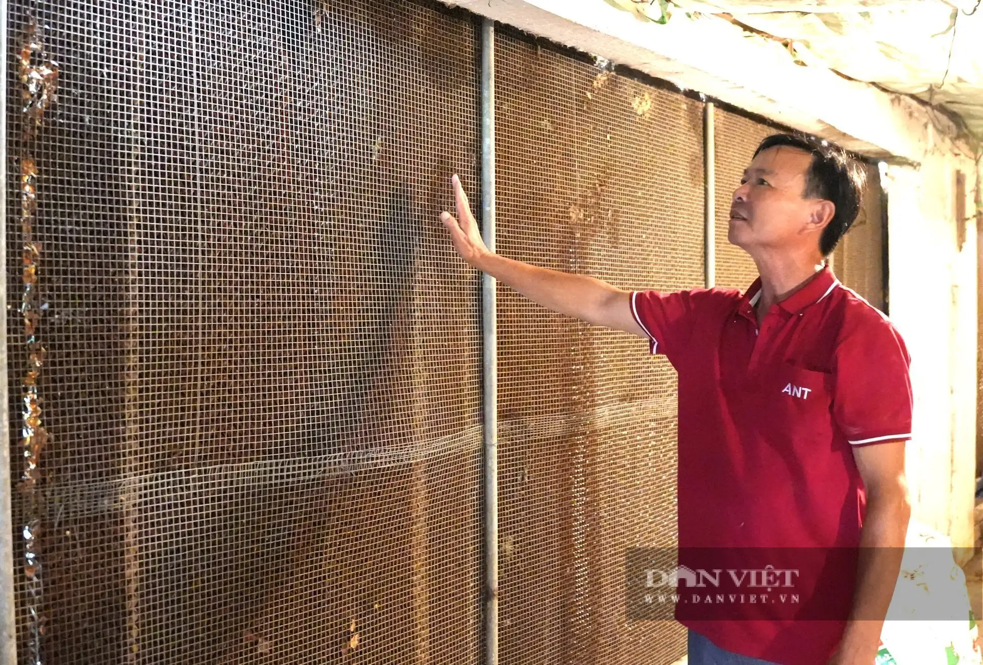 “Chơi sang ở Nghệ An”, nuôi gà đẻ phòng điều hòa, thu hơn 10 tỷ/năm, là Nông dân Việt Nam xuất sắc
