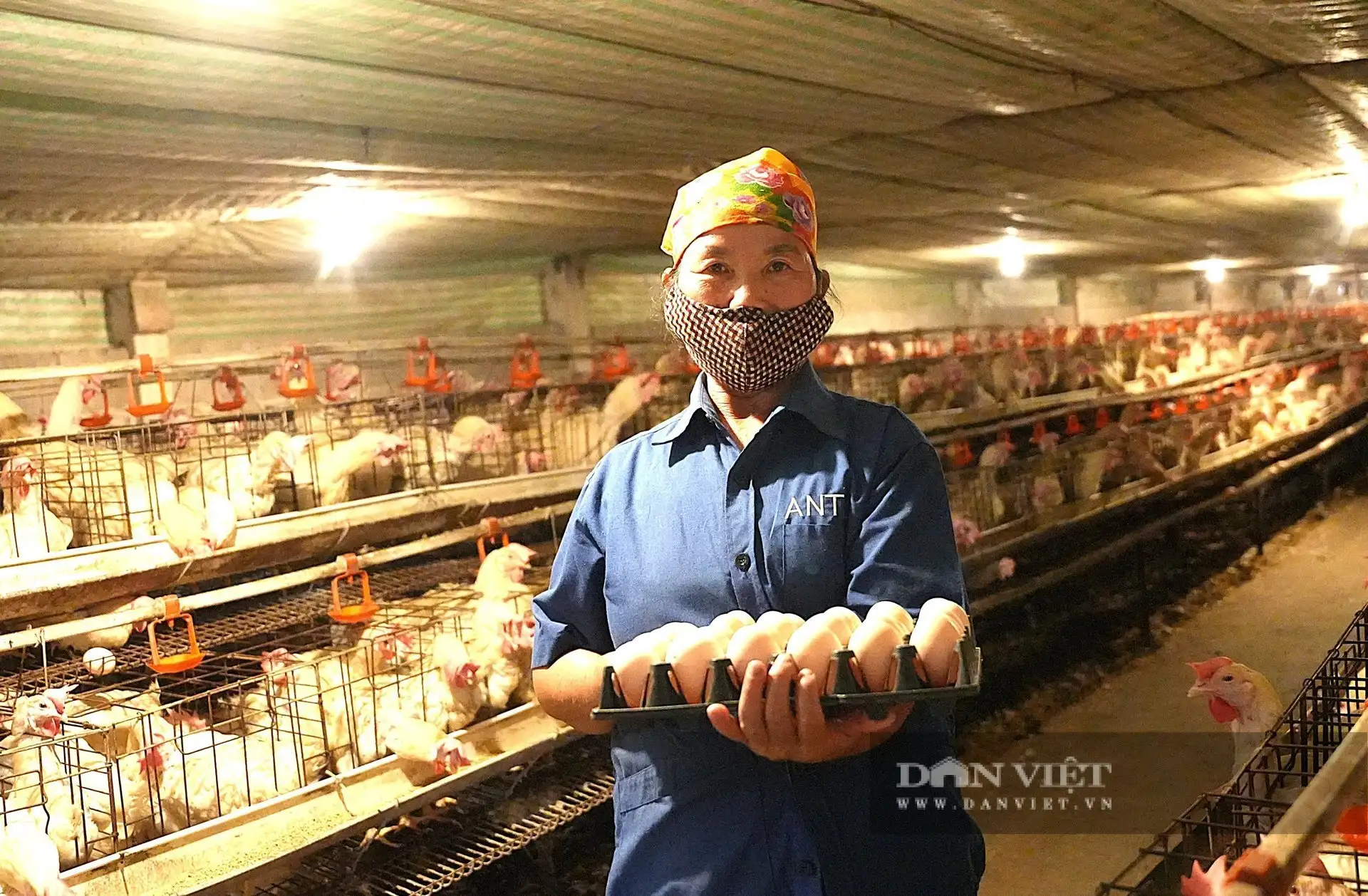“Chơi sang ở Nghệ An”, nuôi gà đẻ phòng điều hòa, thu hơn 10 tỷ/năm, là Nông dân Việt Nam xuất sắc