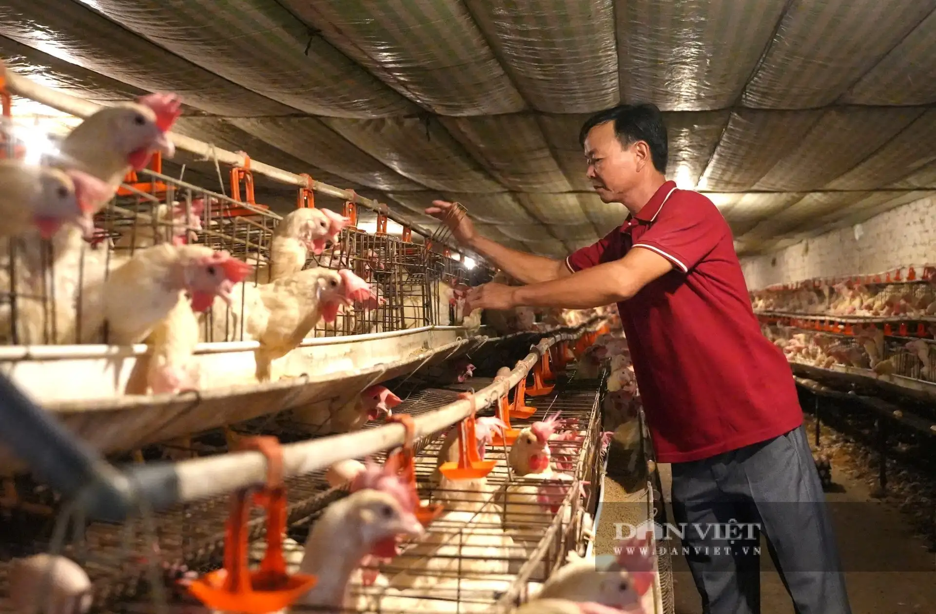 “Chơi sang ở Nghệ An”, nuôi gà đẻ phòng điều hòa, thu hơn 10 tỷ/năm, là Nông dân Việt Nam xuất sắc
