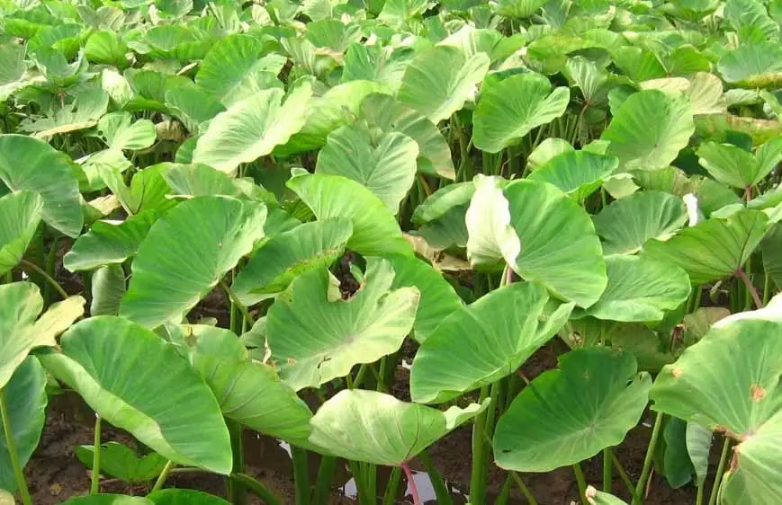 Chuyển đổi cây trồng trên đất dốc Khoai sọ bén đất Tả Lèng, mở hướng làm giàu