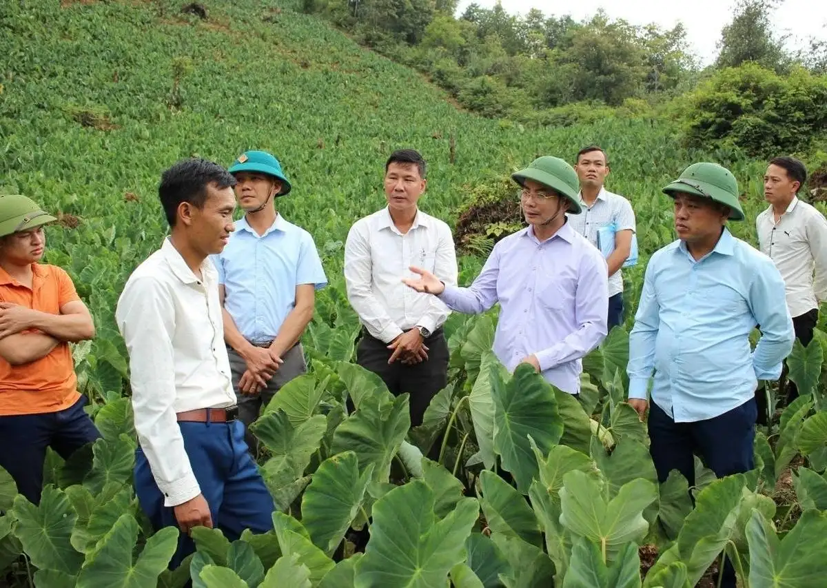 Chuyển đổi cây trồng trên đất dốc Khoai sọ bén đất Tả Lèng, mở hướng làm giàu