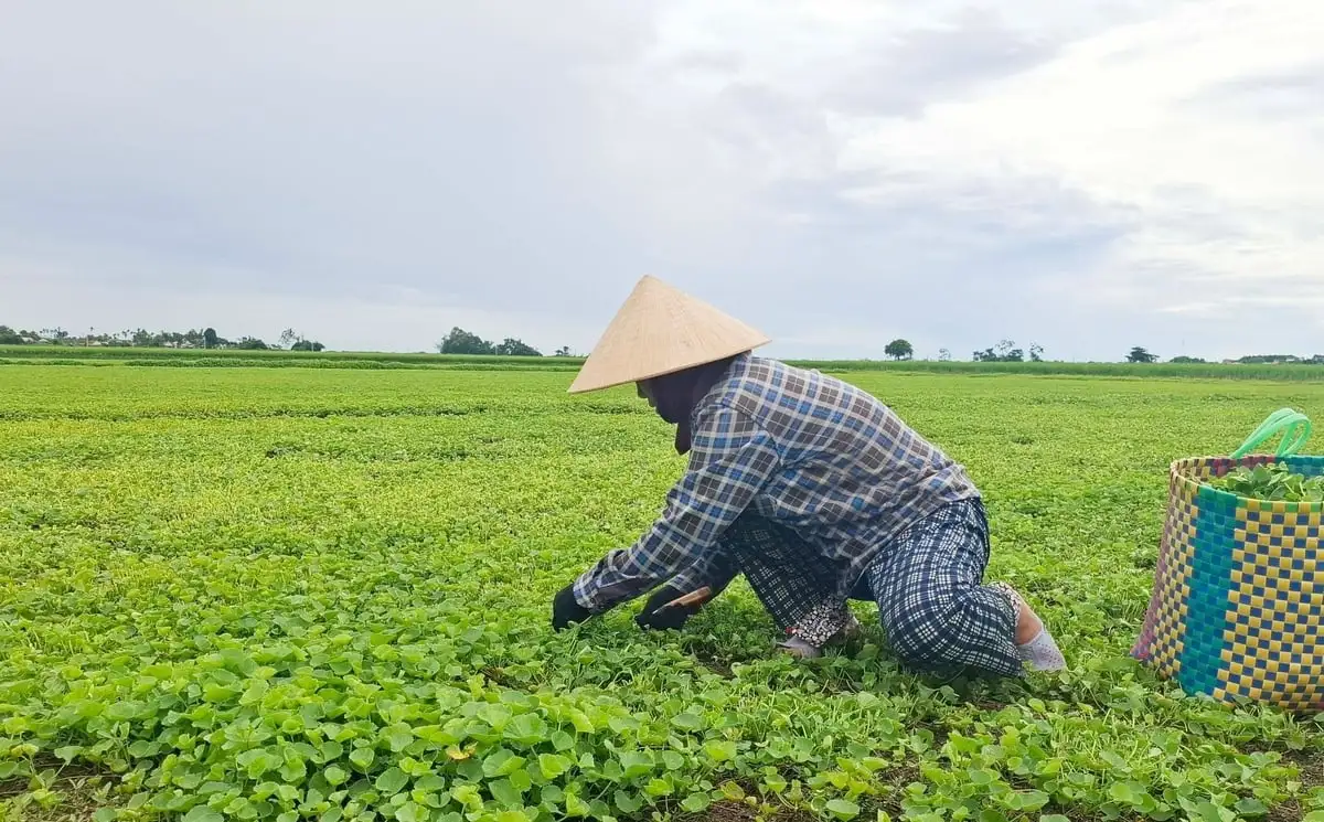 Chuyển đổi số ‘thắp lửa’ cho nông nghiệp Huế