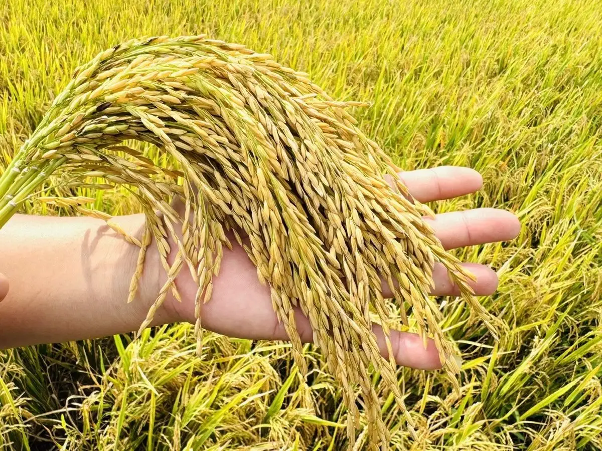 Chuyển giao giống lúa Hưng Long 555 cho nông dân Bắc sông Hậu